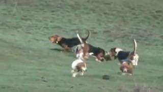 Basset Hound Pack (jauria) Topsfield Lebrera (Spain - Espana) 4