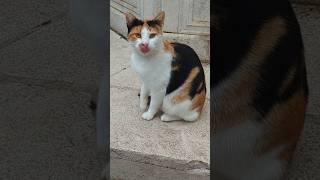 Cute Cats of Kotor #cute #cat #travel