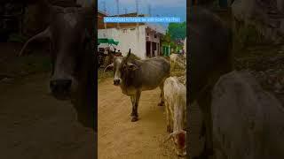 Gau mata ki kripa se sab kam ho rha #gaumata #gaumatasongs #kamdhenu #videooftheday #iphoneshorts