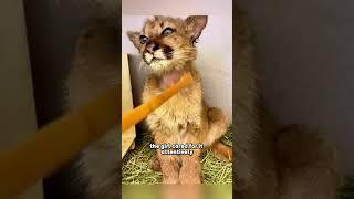The man keeps a puma in his house #shorts #shortsvideo #animals #pets #foryou