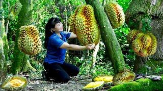 harvest Durian, goes To Market Sell - Harvesting and Cooking |Tieu Vy Daily Life