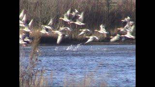 Gänse in Nordwestdeutschland. Geese. Ein Video von KLAUS TAUX