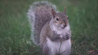 Fluffy III the baby squirrel munches on peanuts