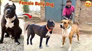 Trading Bully Dog Badshah Ki Girlfriend Mil Gai