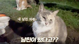 남친 데려왔다고 계속 야옹대는 길냥이... 이런 적은 처음이에요