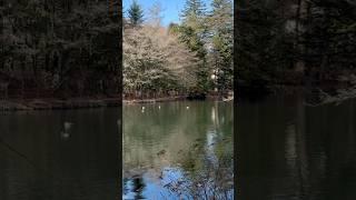 Karuizawa Kumoba Pond - A Serene Autumn Escape日本轻井泽云场池·秋日仙境漫步 #travel #karuizawa #kumobapond