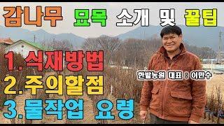 감나무 묘목 심는방법 주의할점 물작업 꿀팁 대방출 묘목식재방법 은 이렇게 태추단감 야오끼대봉 대봉 차량단감 둥시 월하