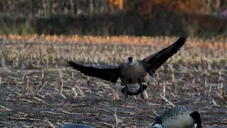 Ready for Landing | Canadian Goose | Mossy Oak Moments