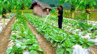 Traditional Cabbage and Pumpkin Care, 02 year living in forest