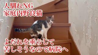 人馴れNG！家庭内野良猫を病院へ。後半は最近保護した茶白猫の近況報告