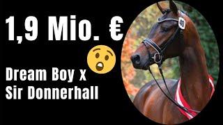 1,9 Mio. Euro Hengst  | Dream Boy x Sir Donnerhall | Westfälische Hauptkörung