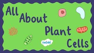 All About Plant Cells for Kids | Middle School Science | Twinkl USA