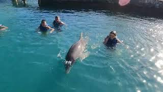 Royal Dolphin Swim @Blue Lagoon Island, Nassau Bahamas