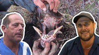 Hog hunting Action - Mad Mick Vs Reevesy - Hog Dog - Pig hunting - Boar hunting