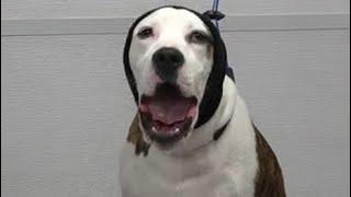 American Bulldog sings me his national anthem