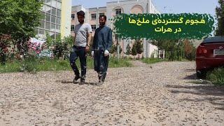 هجوم گسترده‌ی ملخ‌ها در هرات