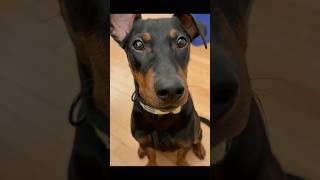 German pinscher puppy is sexy and she knows it