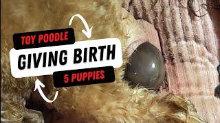 7 Pound Dog Giving Birth To Puppy (CLOSE UP) // Helping The Teacup Cavapoo Give Birth To5 Puppies