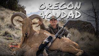 Oregon Aoudad - MOA Rifles - 4K