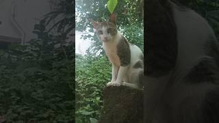 youube #shorts#cute catfunnyvideo # my anu s world#suscraibe️