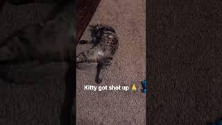 Prayers for my kitty