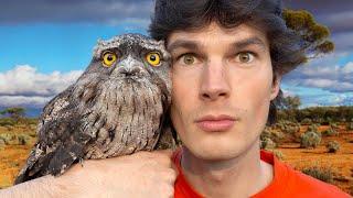 I Found Australia's Weirdest Bird | Tawny Frogmouth