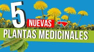   5 Nuevas PLANTAS MEDICINALES que son VERDADEROS TESOROS  !NO LAS PASES POR ALTO¡