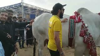 AR Mani Cattle Show Expo Center AR Mani cattle Farm