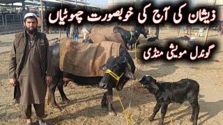 Beautiful Milking Buffaloes Latest Prices On Gondal Maweshi Mandi || My Life Channel