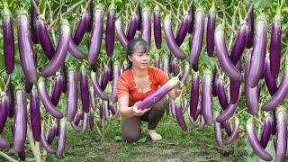 Harvesting Many Eggplant Go To Market Sell - Caring For Chickens, Ducks And Pigs | Free Bushcraft