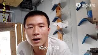 玉米对鸽子的好处与坏处大家知道多少？养鸽小伙告诉你