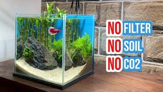  Building a Lucky Bamboo Aquarium | Betta Fish Tank Setup ️