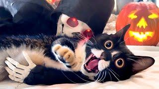 Halloween Funny Animals - Best Pet Costumes