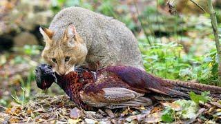 Reed Cat - Swamp Hunter of Birds, Fish and SNAKES!