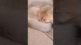 Cute sleepy kitten  #kittens #cat #berrykittens