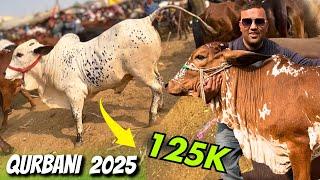 Malir Cow Mandi New Rates Update 2025 Qurbani Season | Karachi Cow Mandi 2025 Full Bargaing Video