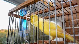 Υour canary will sing UNSTOPPABLY