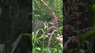 Hot tip: hand pollinate your corn!