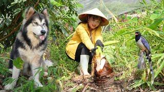 Fertilize and take care of the vegetable garden, harvest super-sized taro to sell.  Peaceful life