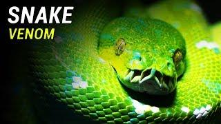 Medical Benefits of Snake Venom