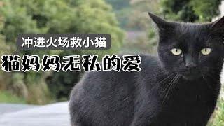 猫妈妈对小猫无私的爱真的是太感人了!