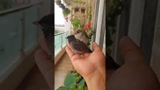 Not pets.(Rescue.Rehabilitate.Release)#rescue #sparrow #bulbul