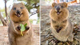 Quokka  The Happiest Animal on Earth!