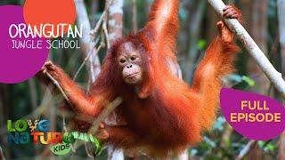 Shy Orangutan Tries Nest-Building Lesson | Orangutan Jungle School 305