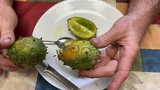 Kiwano (aka Horned Cucumber or Jelly Melon) Taste Test but Really Not Ripe Due To Lack of Sun