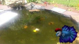 How To Make Money From Your Pond Updates