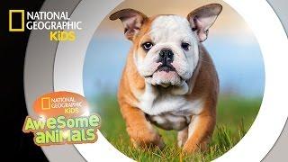 Dog Genius | Awesome Animals