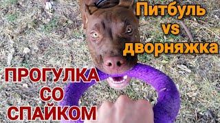 Прогулка со Спайком. Щенок питбуля vs дворнядка. Pitbull Gladiator Live