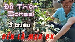 [ Vườn Cảnh Đẹp ] Đỗ Thiện bonsai báo giá gl cùng quý vị yêu cây