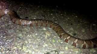 Water Snake Eating a Shad